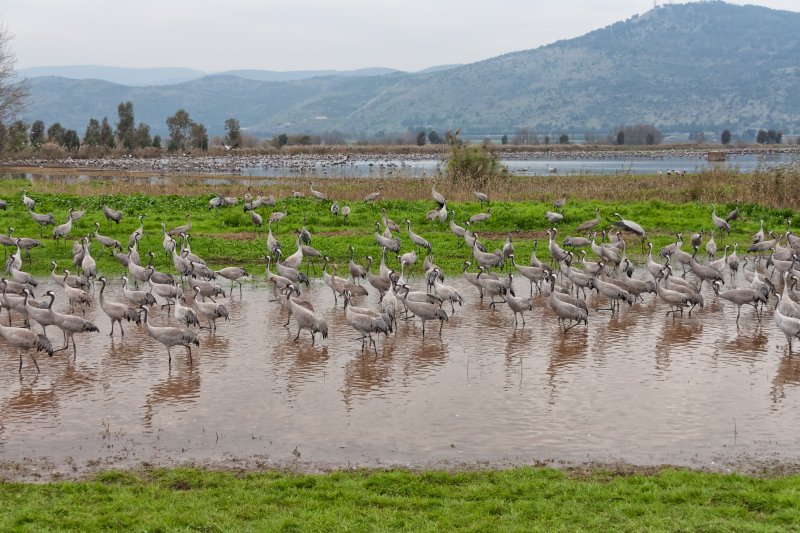 Cranes in Agamon Hula | Cranes in Agamon Hula (IMG_8449.jpg)