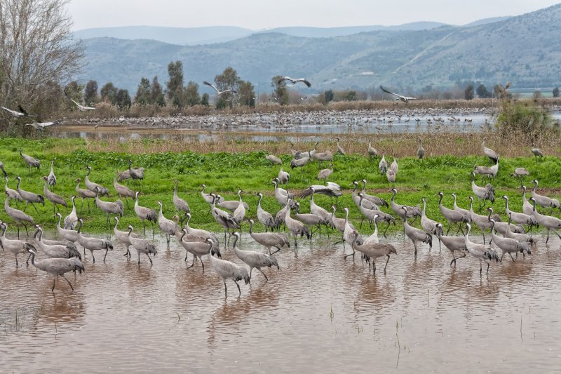 Cranes in Agamon Hula | Cranes in Agamon Hula (IMG_8452.jpg)