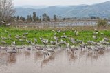 Cranes in Agamon Hula
