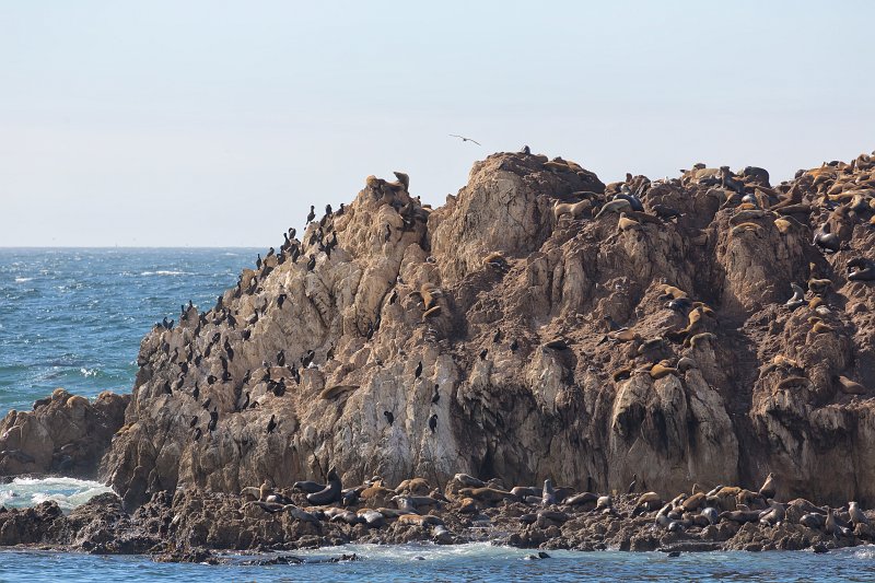 Cormorants and Sea Lions on Bird Rock, Pebble Beach, California | Pebble Beach, 17-Mile Drive and Pacific Grove - California (IMG_6641.jpg)