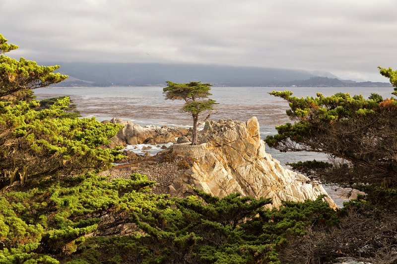 The Lone Cypress, Pebble Beach, California | Pebble Beach, 17-Mile Drive and Pacific Grove - California (IMG_6700.jpg)