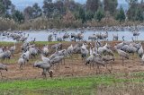 Cranes in Agamon Hula