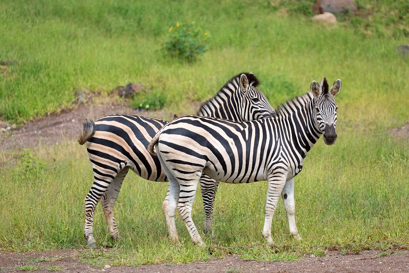 Two Zebras, Chobe National Park | Chobe National Park - Botswana (IMG_0642.jpg)
