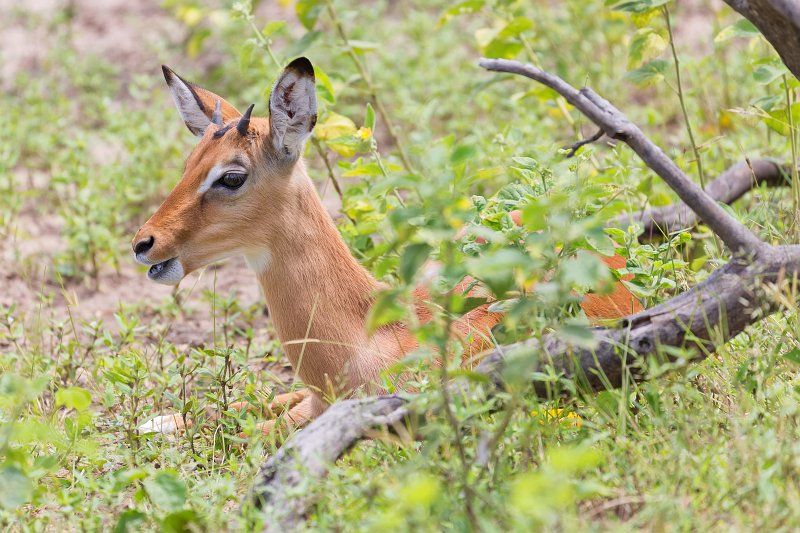 Young Male Impala | Chobe National Park - Botswana (IMG_0688.jpg)