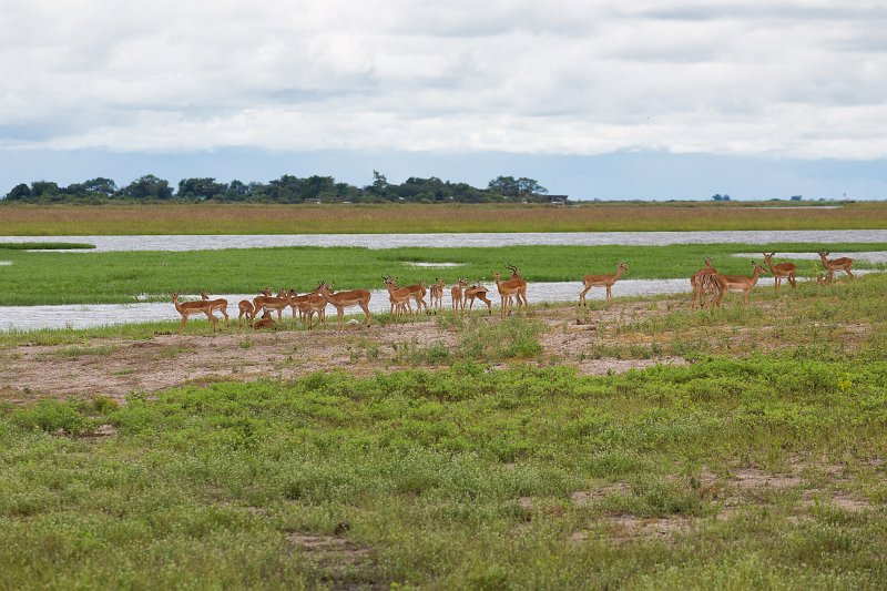 Herd of Impalas, Chobe National Park | Chobe National Park - Botswana (IMG_0715.jpg)