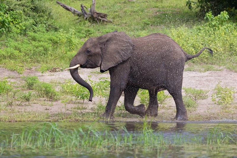 Young Elephant Running, Chobe National Park | Chobe National Park - Botswana (IMG_1100.jpg)