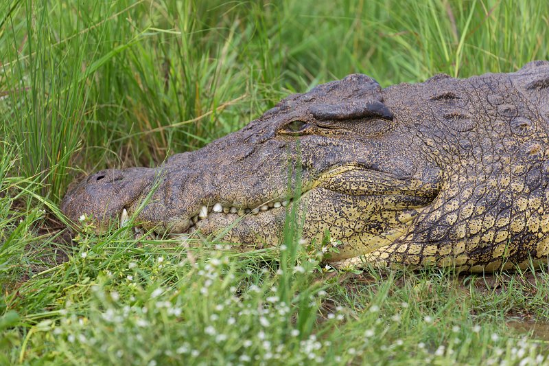 Head of Nile Crocodile | Chobe National Park - Botswana (IMG_1139.jpg)
