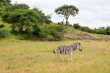 Zebra, Chobe National Park, Botswana