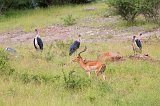 Male Impala and Marabou Storks, Chobe National Park