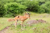 Two Impalas and Red-Billed Oxpecker