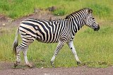Zebra and Red-Billed Oxpecker