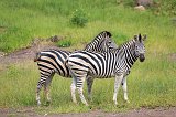 Two Zebras, Chobe National Park