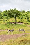 Two Zebras, Chobe National Park, Botswana