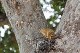 Smith's Bush Squirrel, Chobe National Park