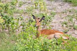 Impala, Chobe National Park