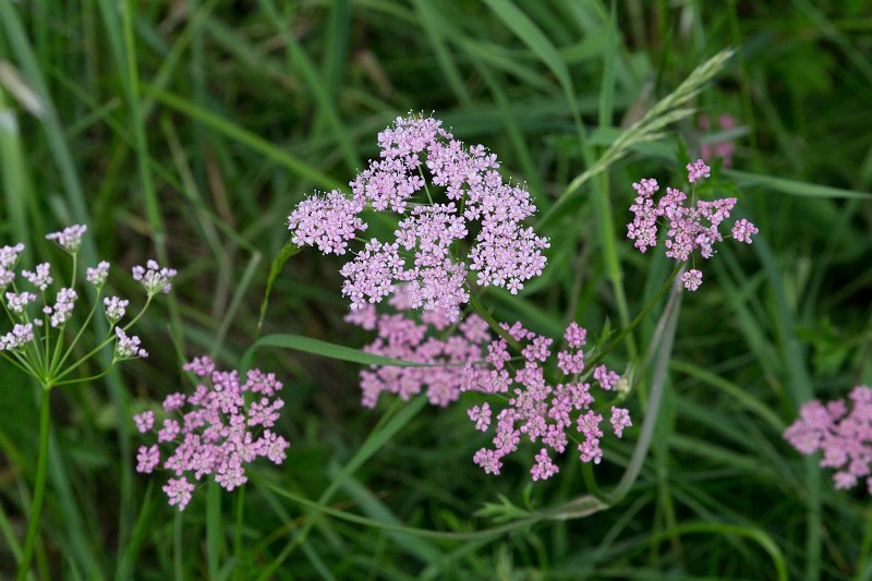 Wildflowers at Alpe di Siusi (Seiser Alm), South Tyrol, Italy | The Dolomites I (IMG_2962.jpg)