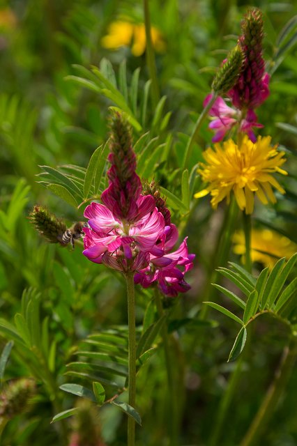 Wildflowers at Alpe di Siusi (Seiser Alm), South Tyrol, Italy | The Dolomites I (IMG_3017.jpg)