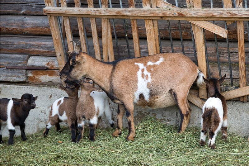 Family of Goats, Zallinger Hütte (Rifugio Zallinger), Alpe di Siusi (Seiser Alm), South Tyrol, Italy | The Dolomites I (IMG_3199_2.jpg)
