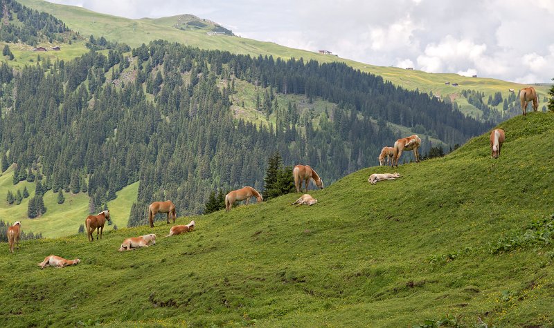 Herd of Horses, Via Saltria, Alpe di Siusi (Seiser Alm), South Tyrol, Italy | The Dolomites I (IMG_3255.jpg)