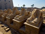 Ram-Headed Sphinx Statues, Temple of Amun-Re, Karnak