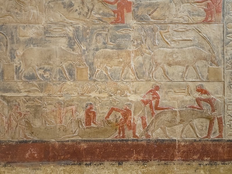 Painting on a Wall, Tomb of Mereruka, Saqqara | Saqqara, Egypt (20230216_132851.jpg)