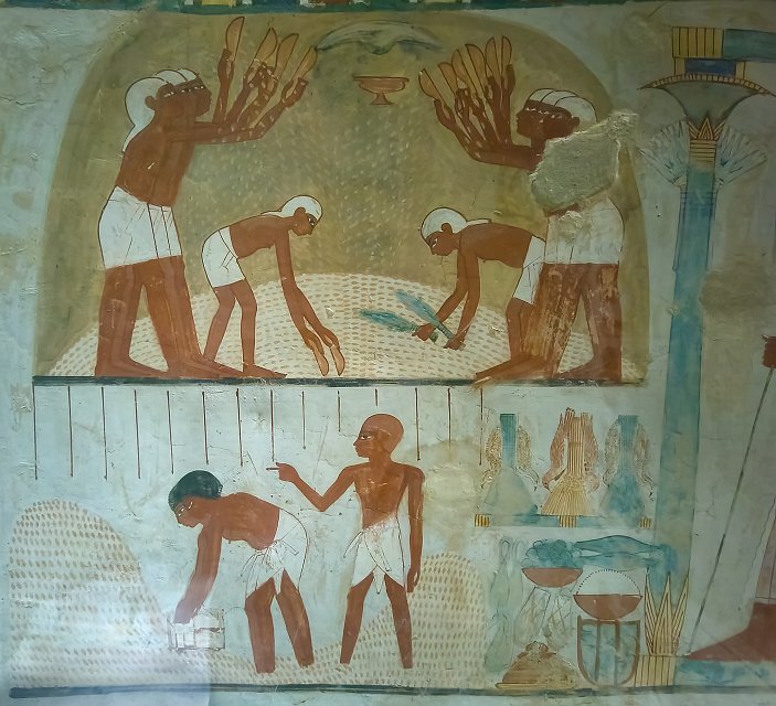 A Painting Depicting an Agricultural Scene, Tomb of Nakht, Sheikh Abd el-Qurna | The Valley of the Nobles - Sheikh Abd el-Qurna, Egypt (20230219_105453.jpg)