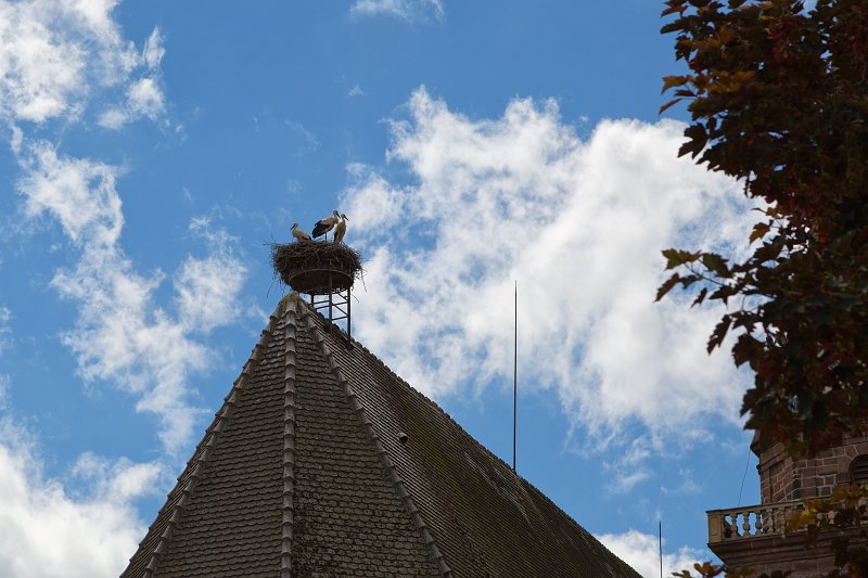 Storks Nest on Roof of the Church, Bergheim, Alsace, France | Bergheim - Alsace, France (IMG_3298.jpg)
