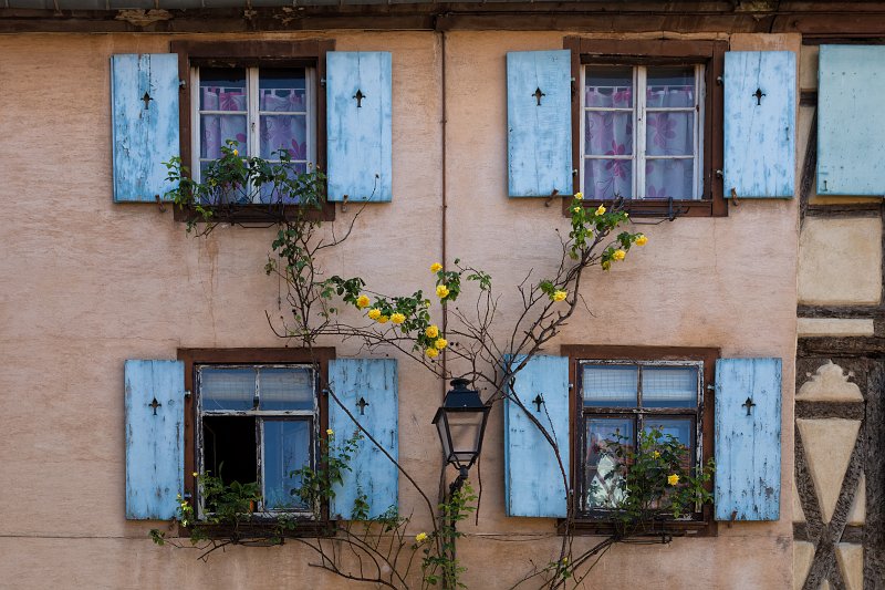Blue Windows and Yellow Roses, Colmar, Alsace, France | Colmar Old Town - Alsace, France (IMG_2649.jpg)