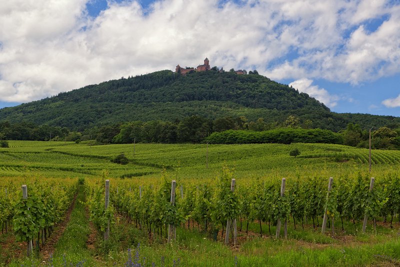 Haut-Koenigsbourg Castle and Surrounding Vineyards, Orschwiller, France | Haut-Koenigsbourg Castle - Alsace, France (IMG_3198.jpg)