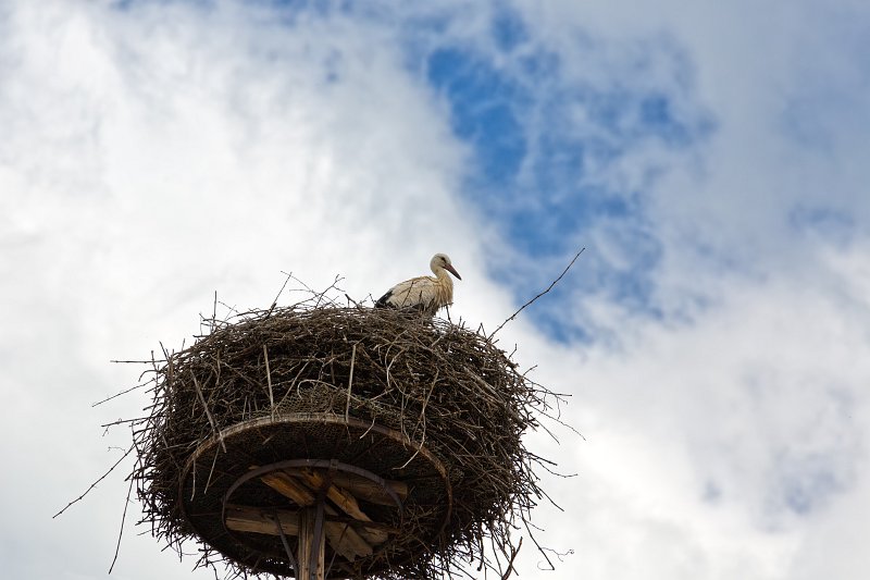 Stork in a Nest, Ribeauvillé, Alsace, France | Ribeauvillé - Alsace, France (IMG_3388.jpg)