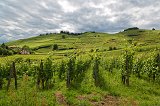 Vineyards of Turckheim, Alsace, France