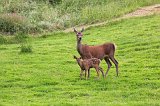 Mother and Baby Deer, Bad Rippoldsau-Schapbach, Germany