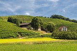 Vineyards near Oberkirch, Baden-Württemberg, Germany