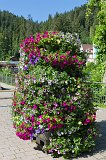 Petunia Flowers, Triberg im Schwarzwald, Germany