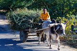 Bullock Cart, Jawai, Rajasthan (India)