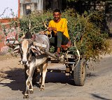 Bullock Cart Carrying Branches of Trees, Jawai, Rajasthan (India)
