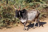 Cow with a Necklace, Jawai, Rajasthan (India)