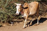 Cow with Decorations, Jawai, Rajasthan (India)