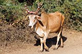 Cow with Colored Horns, Jawai, Rajasthan (India)