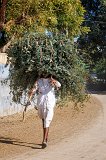 A Rabari Man and a Bundle of Branches on His Head, Jawai, Rajasthan (India)