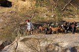 A Shepherd and his Herd of Goats on a Granite Hill, Jawai, Rajasthan