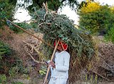 A Rabari Man using a Celphone while Carrying Branches, Jawai, Rajasthan