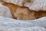 Indian Leopard in a Cave, Jawai Bandh Leopard Conservation Reserve