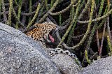 Indian Leopard Yawning