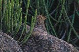  Indian Leopard Cub