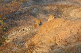 Indian Leopard Mother and Cub, Jawai Bandh Leopard Conservation Reserve