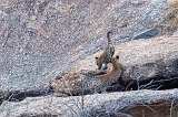 Two Leopard Cubs at Play, Jawai Bandh Leopard Conservation Reserve