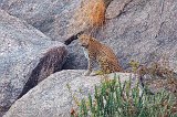  Indian Leopard on Guard, Jawai Bandh Leopard Conservation Reserve