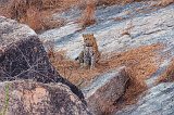  Indian Leopard, Jawai Bandh Leopard Conservation Reserve