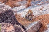 Female Leopard Licking her Cub